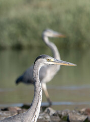 heron, bird, water, nature, wildlife, animal, grey, blue, great blue heron, beak, pond, wild,...