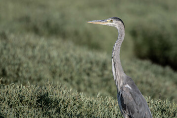 heron, bird, water, nature, wildlife, animal, grey, blue, great blue heron, beak, pond, wild,...