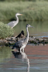 heron, bird, water, nature, wildlife, animal, grey, blue, great blue heron, beak, pond, wild, birds, grey heron, great, feathers, fishing, lake, river, florida, ardea cinerea, beach, large, blue heron