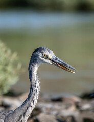 heron, bird, water, nature, wildlife, animal, grey, blue, great blue heron, beak, pond, wild,...