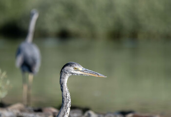 heron, bird, water, nature, wildlife, animal, grey, blue, great blue heron, beak, pond, wild, birds, grey heron, great, feathers, fishing, lake, river, florida, ardea cinerea, beach, large, blue heron