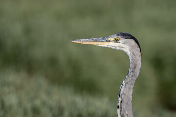 heron, bird, water, nature, wildlife, animal, grey, blue, great blue heron, beak, pond, wild, birds, grey heron, great, feathers, fishing, lake, river, florida, ardea cinerea, beach, large, blue heron