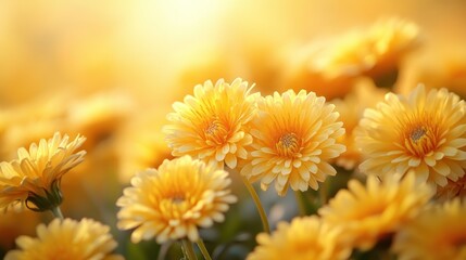 Obraz premium Yellow flowers bathed in warm light, close-up