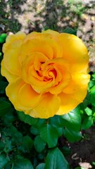 Bright yellow rose close-up, romantic flower blooming in summer garden