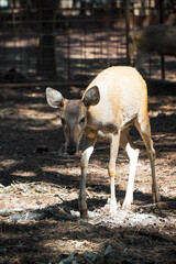 A young deer walks on dark earth in a shaded enclosure.