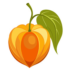 Isolated physalis peruviana fruit design vector illustration food healthy plant vitamin diet concept