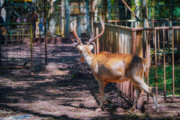 A deer with large antlers stands near a fence in a wooded area, looking upward.