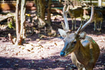 A sika deer stands alert in a wooded enclosure, other deer visible in the background.