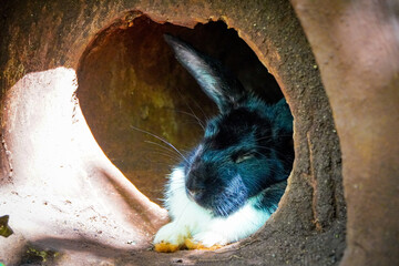 A black and white rabbit rests inside a hollowed-out tree trunk, its eyes closed in a peaceful slumber.