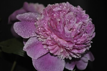 A close-up of a soft pink peony, delicately covered in dewdrops. Every petal glows with morning light, revealing nature's quiet beauty. 