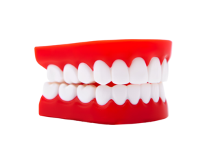 Red plastic teeth model isolated on transparent background