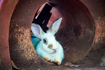 A white rabbit nestled inside a reddish-brown pipe, looking calmly at the viewer.