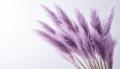 Light purple pampas grass on white background