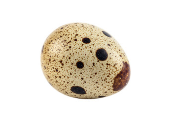 Single quail egg isolated on transparent background