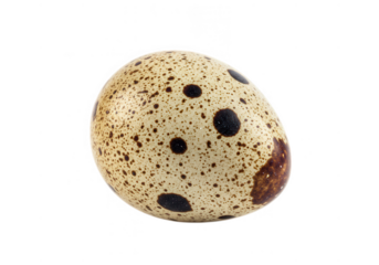 Single quail egg isolated on transparent background