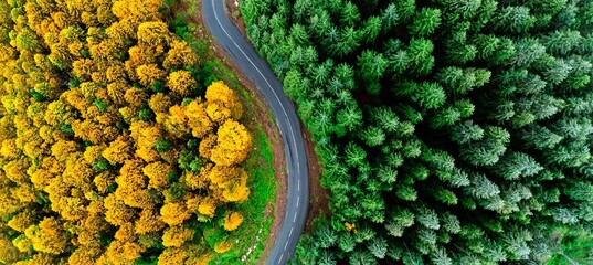 Stunning Aerial View of Autumn Forest and Summer Greenery Divided by a Winding Highway Landscape