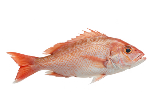 Pink snapper fish isolated on transparent background