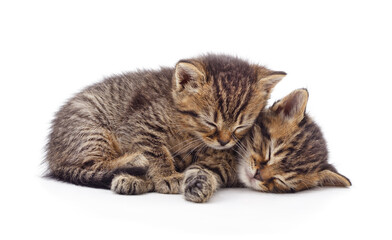Fototapeta premium Two sleeping kittens.