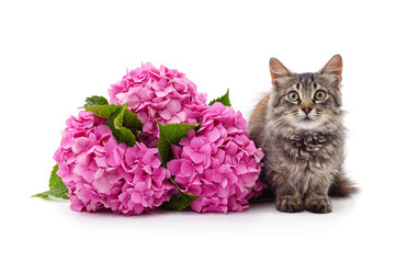 Kitten and pink hydrangea.