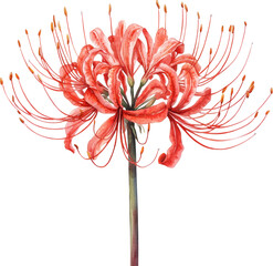 Obraz premium spider lily flower watercolor art drawing painting 