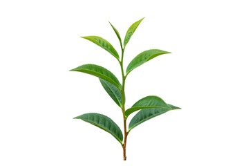 Fototapeta premium Fresh green tea leaves sprig isolated on transparent background
