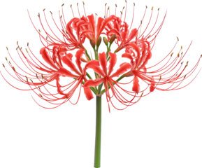 spider lily flower 
