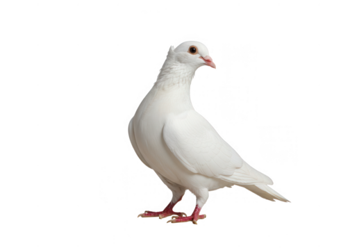 White dove isolated on transparent background - Powered by Adobe