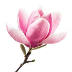 Close up of a pink magnolia flower with a white background and small stem