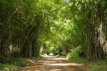 Scenic dirt road tunnel through dense bamboo forest creating a natural arch with bright green leaves filtering sunlight