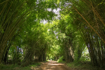 Scenic dirt road tunnel through dense bamboo forest creating a natural arch with bright green leaves filtering sunlight