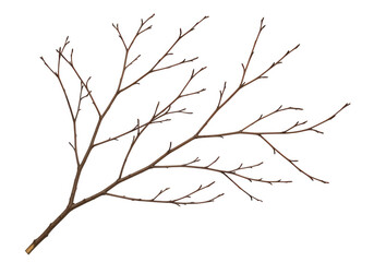 Bare tree branch isolated on transparent background