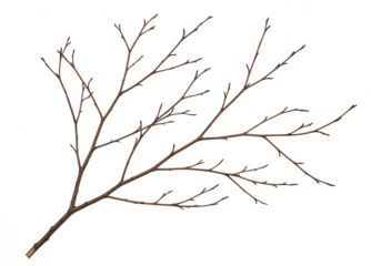 Bare tree branch isolated on transparent background