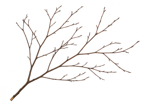 Bare tree branch isolated on transparent background
