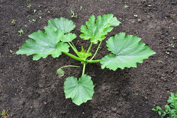 Young Zucchini Plant Growing in Garden Soil organic farming