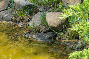 Three frogs among green vegetation and moss near shallow pond and one frog in water, harmoniously blending into environment. Blurred background. Nature concept for design