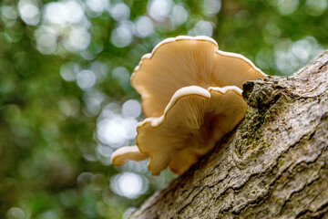 Oyster mushrooms, Pleurotus ostreatus, growing on a tree trunk in the New Forest, Hampshire, UK. An...