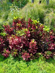 red and green plants