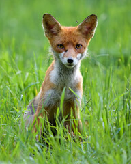 Red fox sitting in the forest, resting