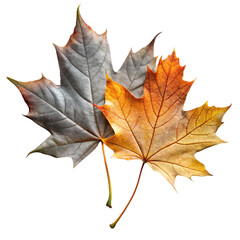 Fototapeta premium autumn leave, transparent background