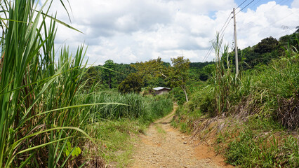 A path to an abandon old wooden house in Sabah, Malaysia.