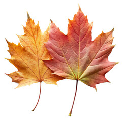Obraz premium Autumn leaves transparent background