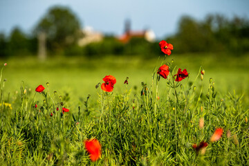 mak, pola, czerwień, kwiat, charakter, lato, zieleń, gras, hayfield, jary, przenica, rolnictwa, krajobraz, niebo, roślin, kukurydza, dzika, blękit, obszarów wiejskich, naturalny, außenaufnahme, 