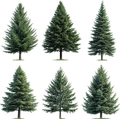 Obraz premium Christmas tree