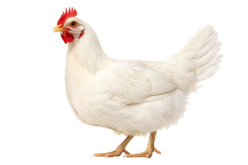 White hen isolated on transparent background