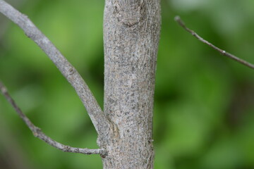 Korean Chaste Tree with Autumn Leaves and Berries - Vitex rotundifolia


