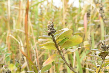 Korean Chaste Tree with Autumn Leaves and Berries - Vitex rotundifolia

