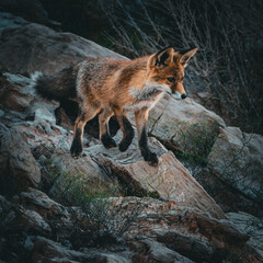 red fox vulpes