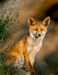 red fox vulpes