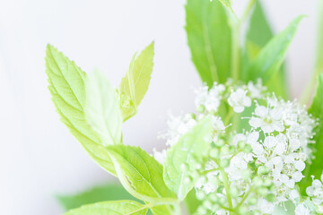 白いシモツケのマクロ撮影,花
