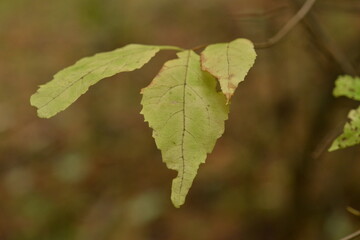 Callicarpa japonica - Korean Beautyberry with Purple Fruits, Flowers, and Bark

